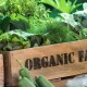 organic foods