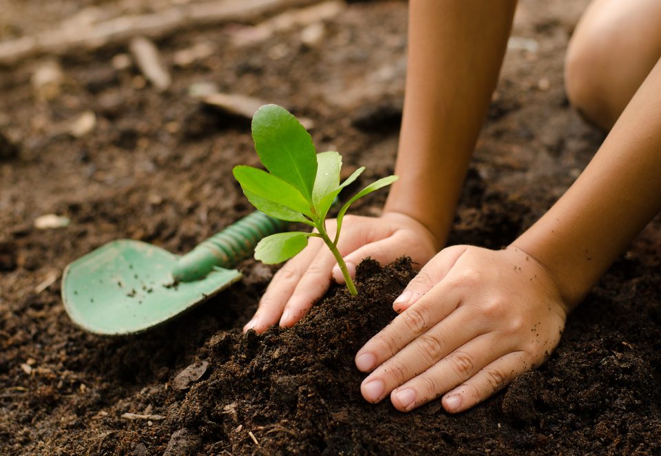 gardening